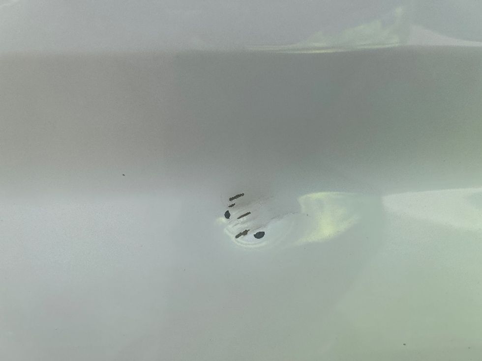 Cargo Van (Panel Van)-Light and Medium Duty Trucks-Ford-2021-Transit 250-Londonderry-NH-92,333\n\t\tmiles-$ 29,500 - Image 25